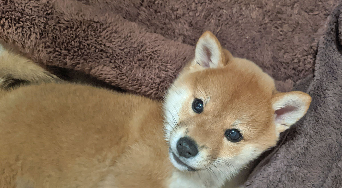 柴犬 モフタス ストア